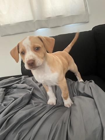 Caramel, a Adopted mixed breed in rowland heights, CA image 2/4