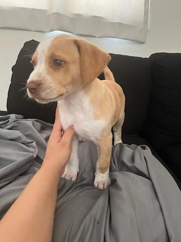 Caramel, a Adopted mixed breed in rowland heights, CA image 3/4