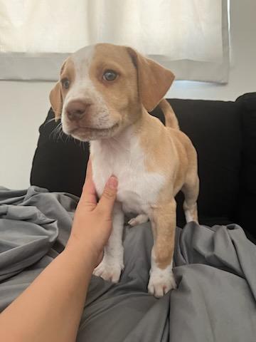 Caramel, Adopted, Young Male Yellow Labrador Retriever.