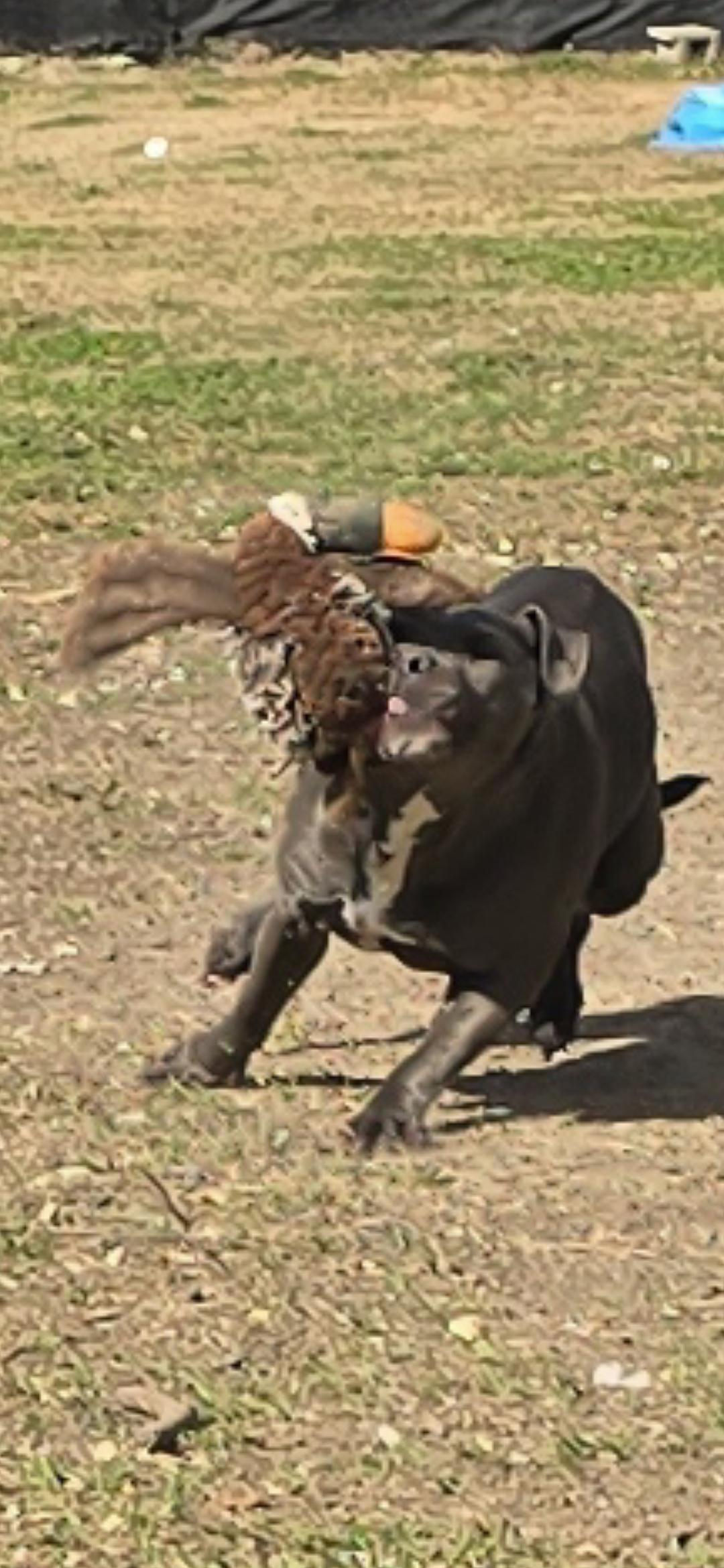 Venus, a ADOPTABLE American Staffordshire Terrier in Hampton, VA image 2/3