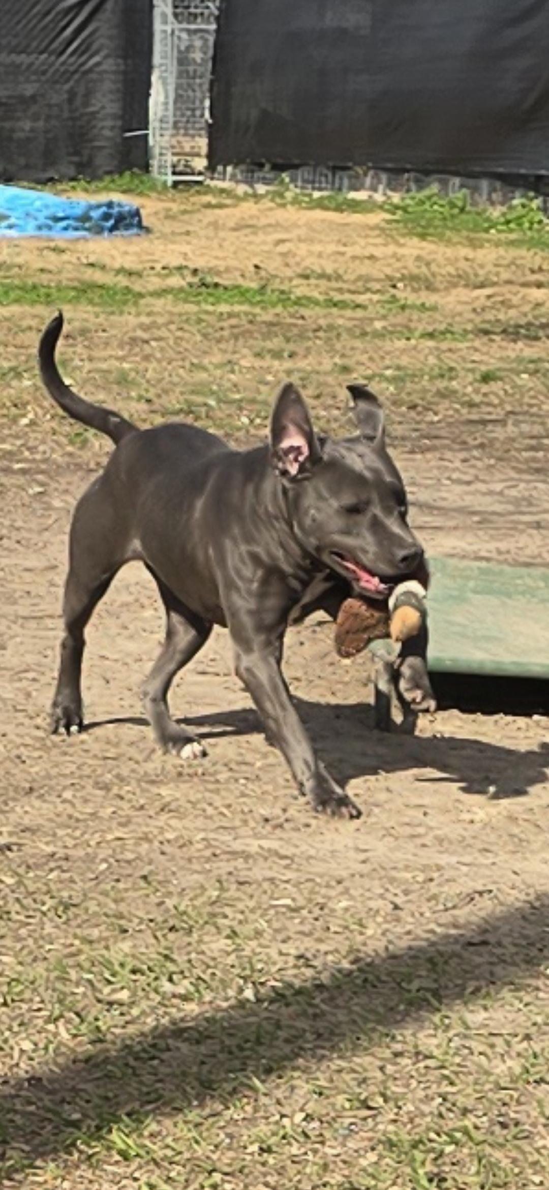 Venus, a ADOPTABLE American Staffordshire Terrier in Hampton, VA image 3/3