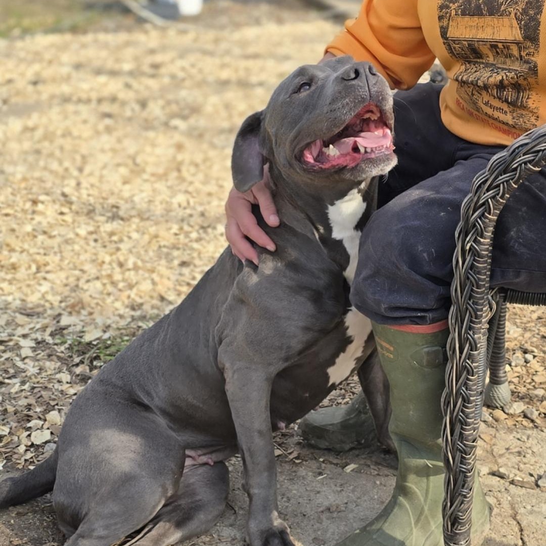 Venus, a ADOPTABLE American Staffordshire Terrier in Hampton, VA image 1/3