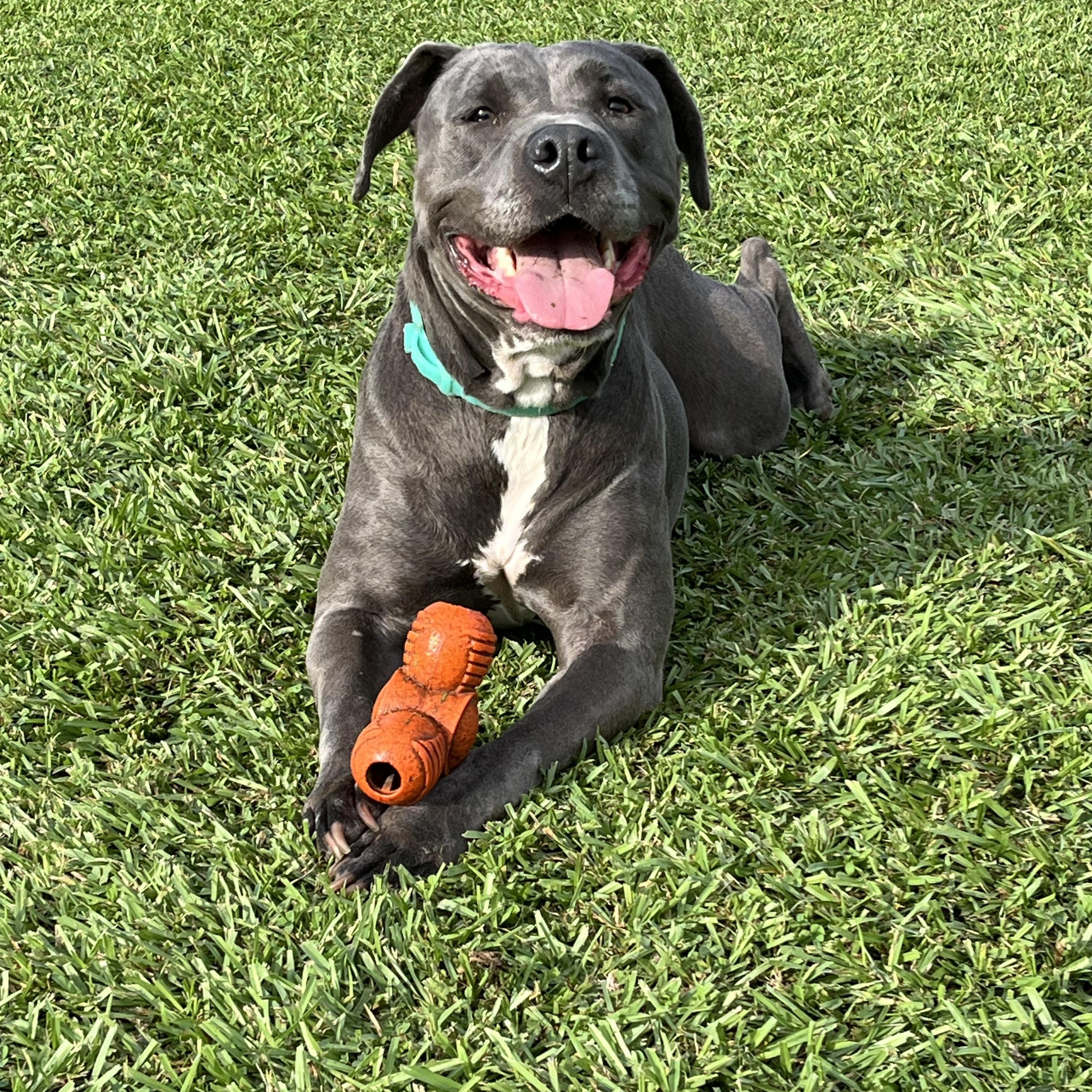 Venus, ADOPTABLE, Young Female American Staffordshire Terrier.