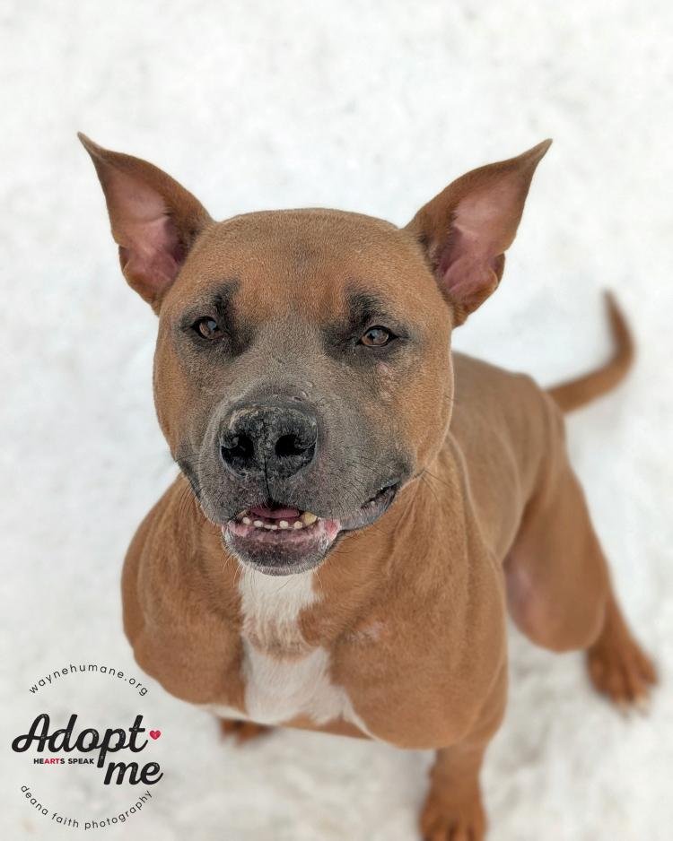 Tuco, ADOPTABLE, Adult Male Pit Bull Terrier.