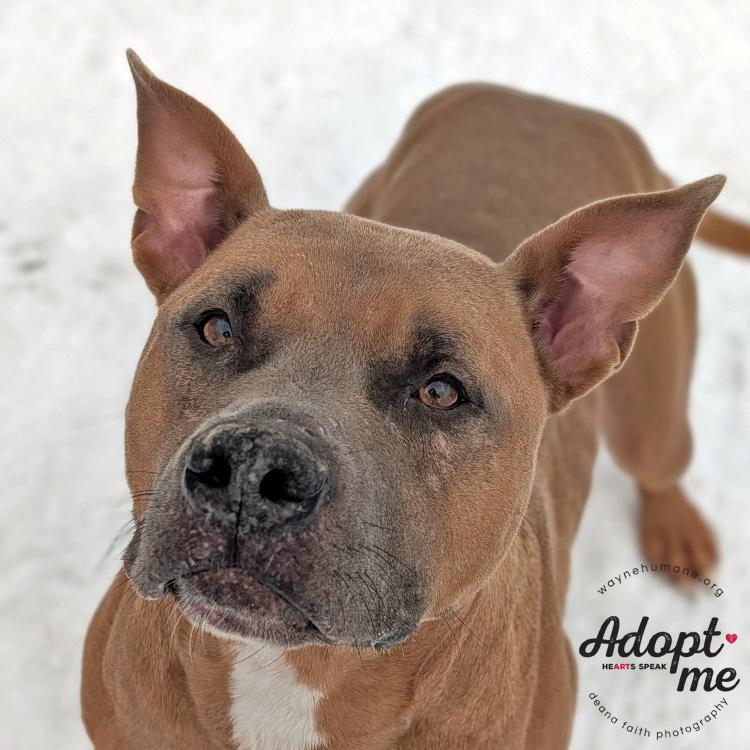 Tuco, a ADOPTABLE Pit Bull Terrier in Lyons, NY image 2/5