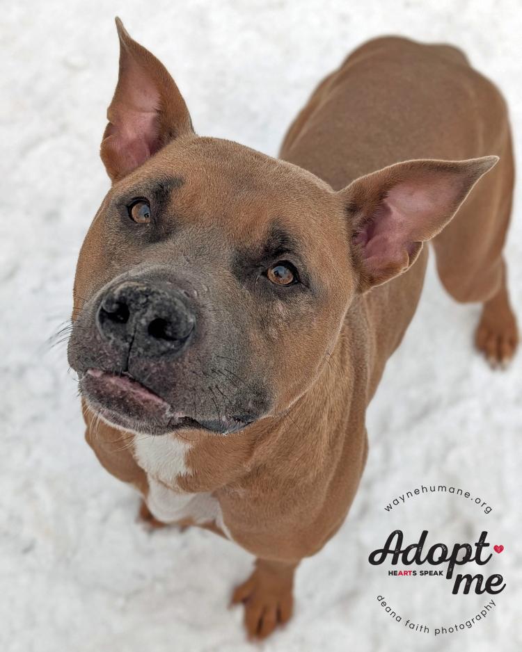 Tuco, a ADOPTABLE Pit Bull Terrier in Lyons, NY image 3/5