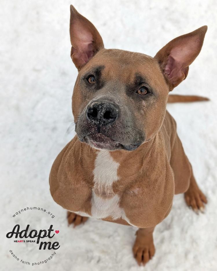 Tuco, a ADOPTABLE Pit Bull Terrier in Lyons, NY image 4/5
