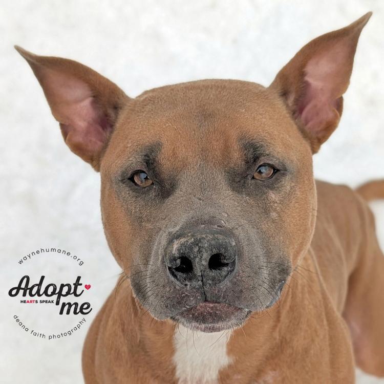 Tuco, a ADOPTABLE Pit Bull Terrier in Lyons, NY image 5/5