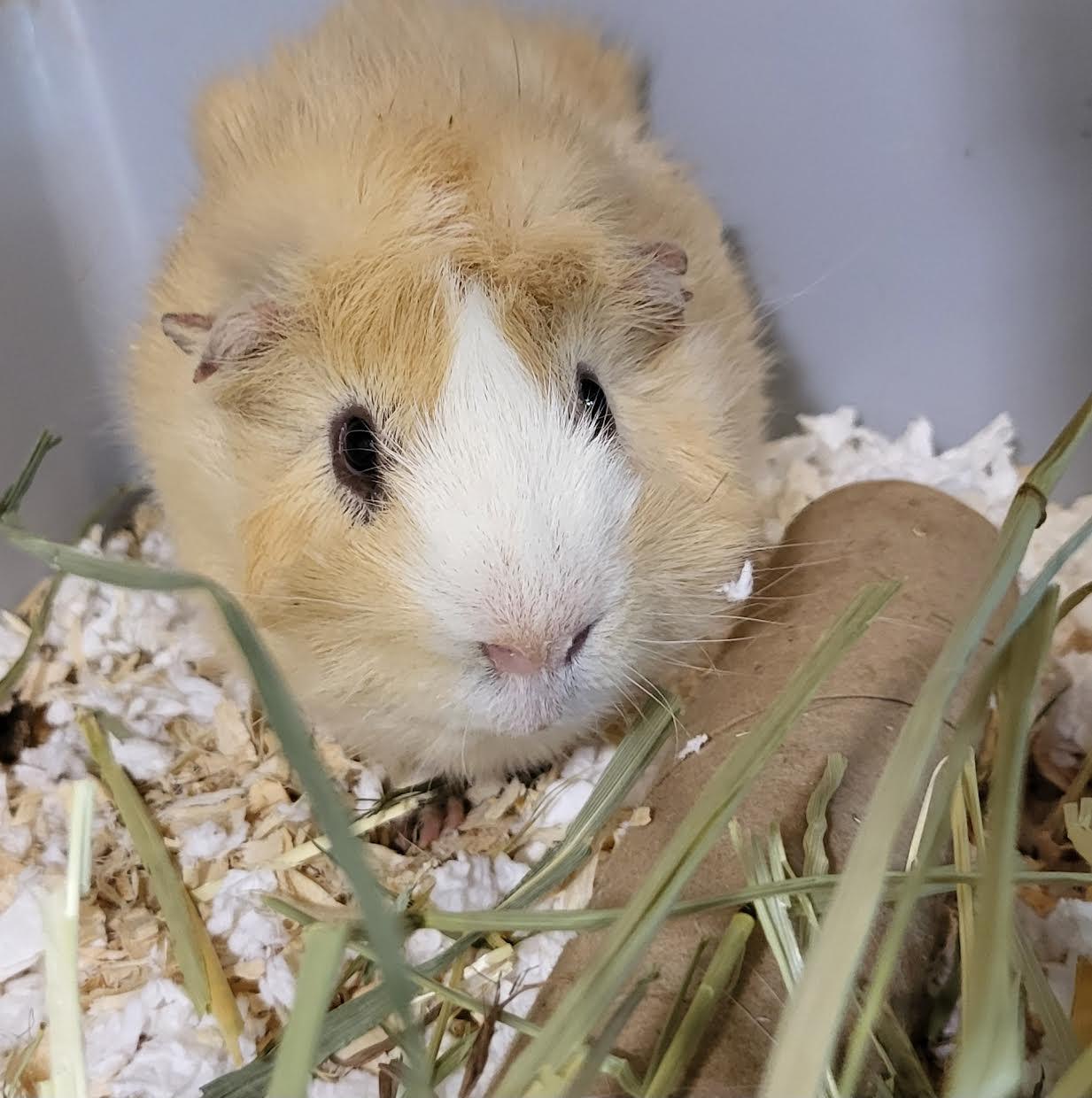 Scotch and Neo ⭐️, Adoptable, Adult Male Guinea Pig.