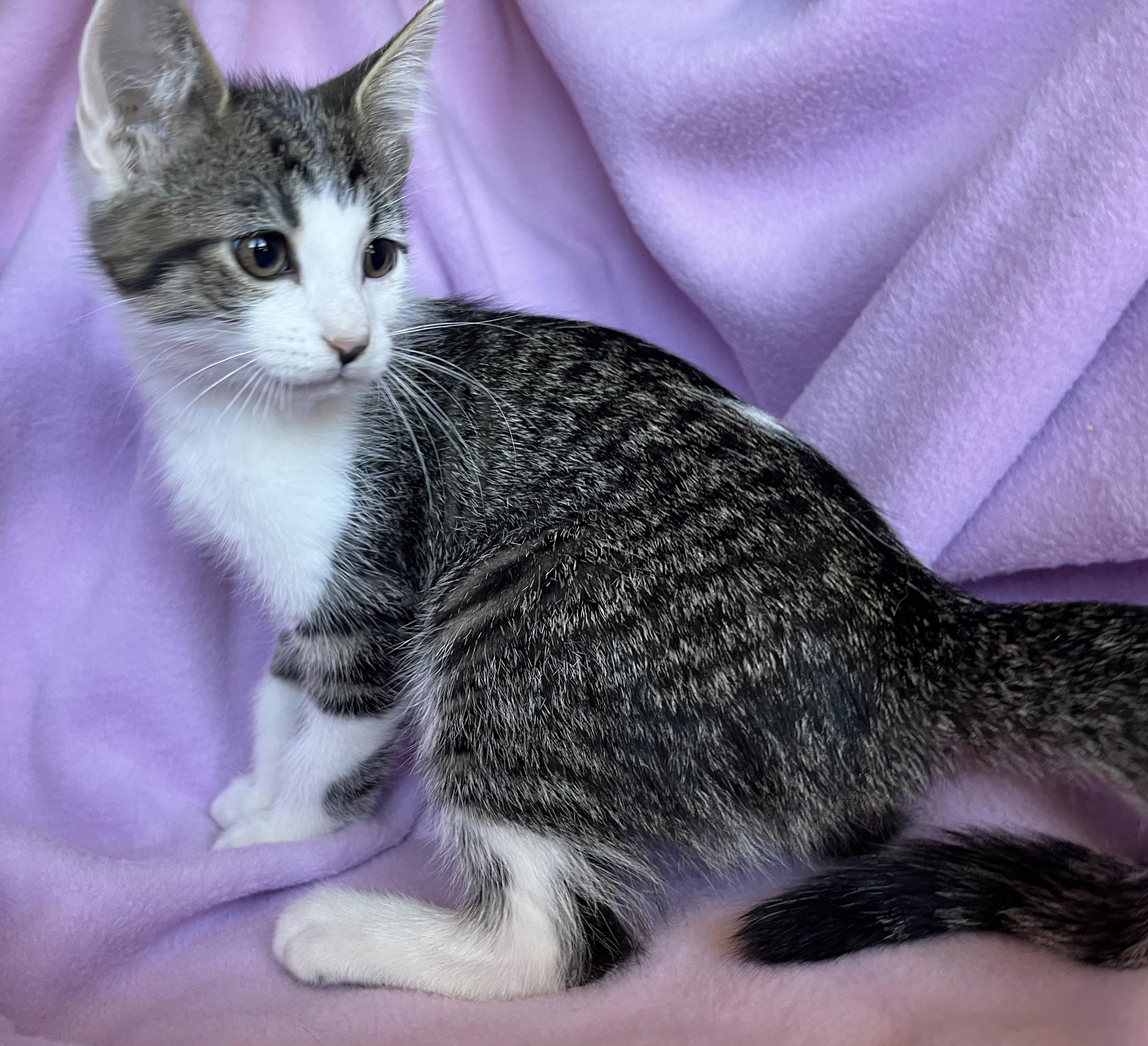 Enlarge Odie, a ADOPTABLE Tabby in Tigard, OR image 2/2