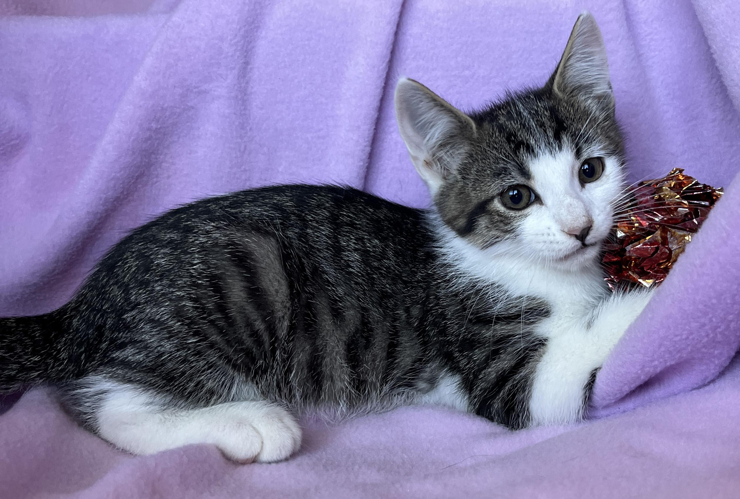 Enlarge Odie, a ADOPTABLE Tabby in Tigard, OR image 1/2