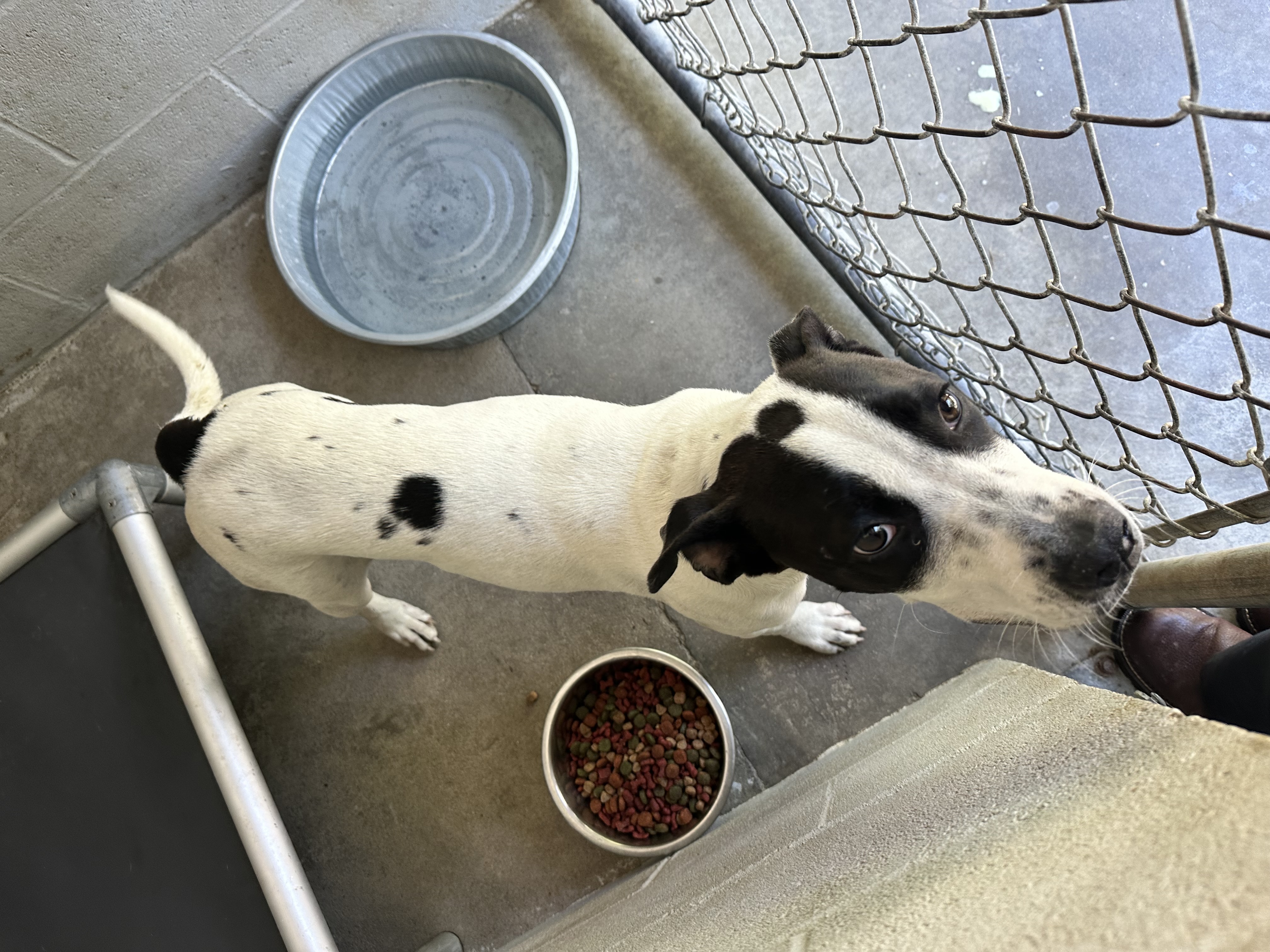 Friend, an adopted Mixed Breed in Elizabethtown, NC_image-1