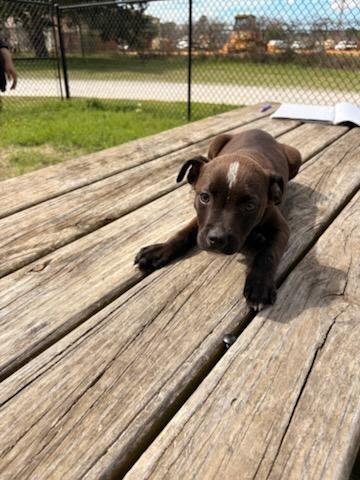 Jingles, Adoptable, Young Male Mixed Breed.