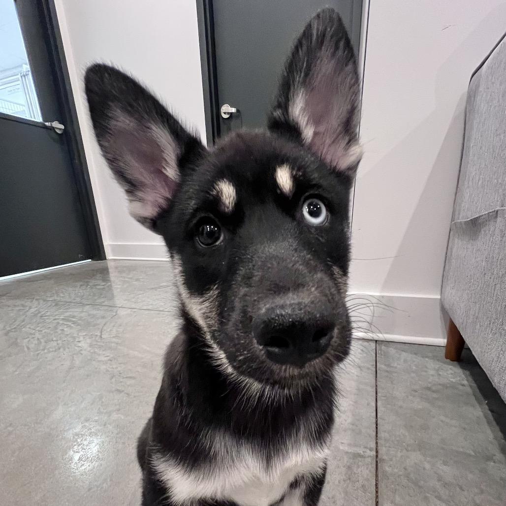 Velvet, Adoptable, Puppy Female Siberian Husky.