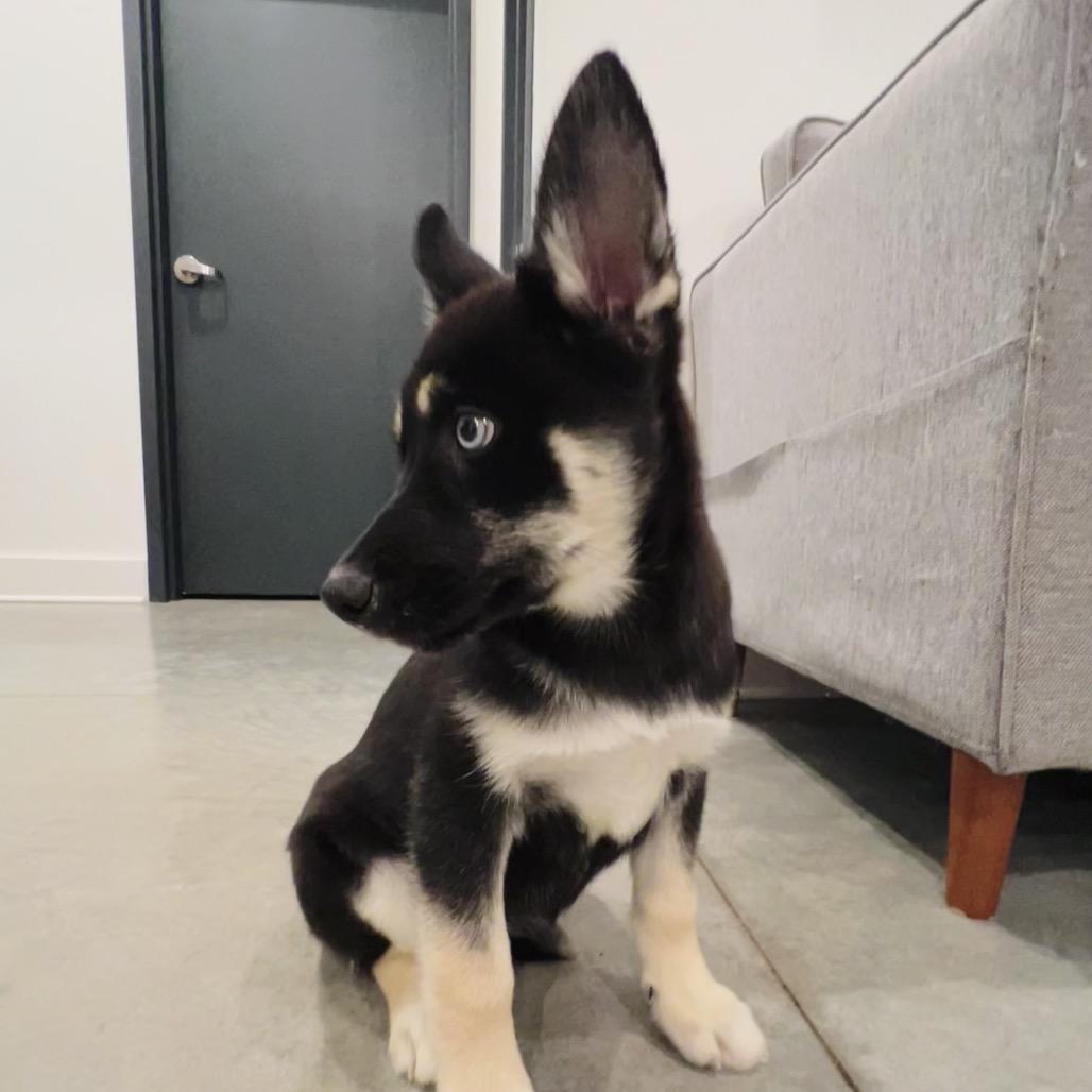 Velvet — thumbnail 2