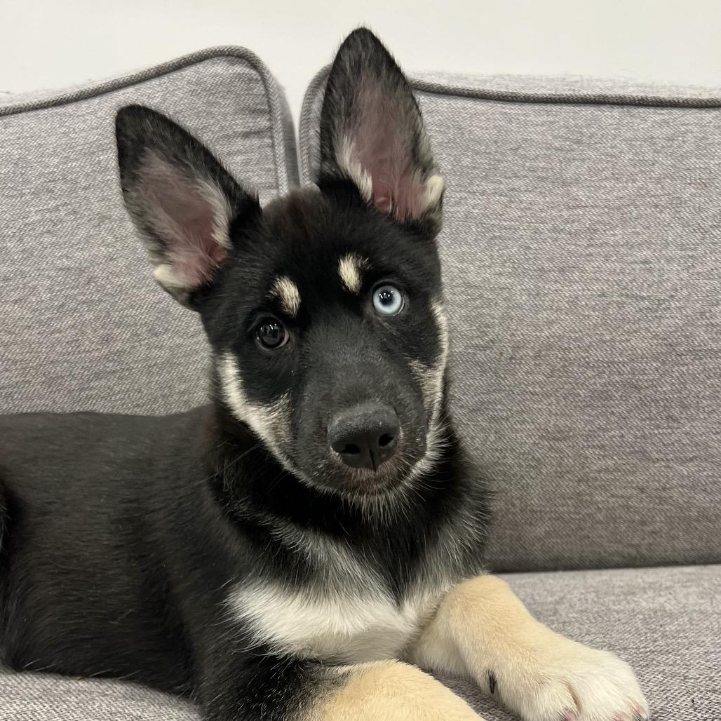 Velvet — thumbnail 3