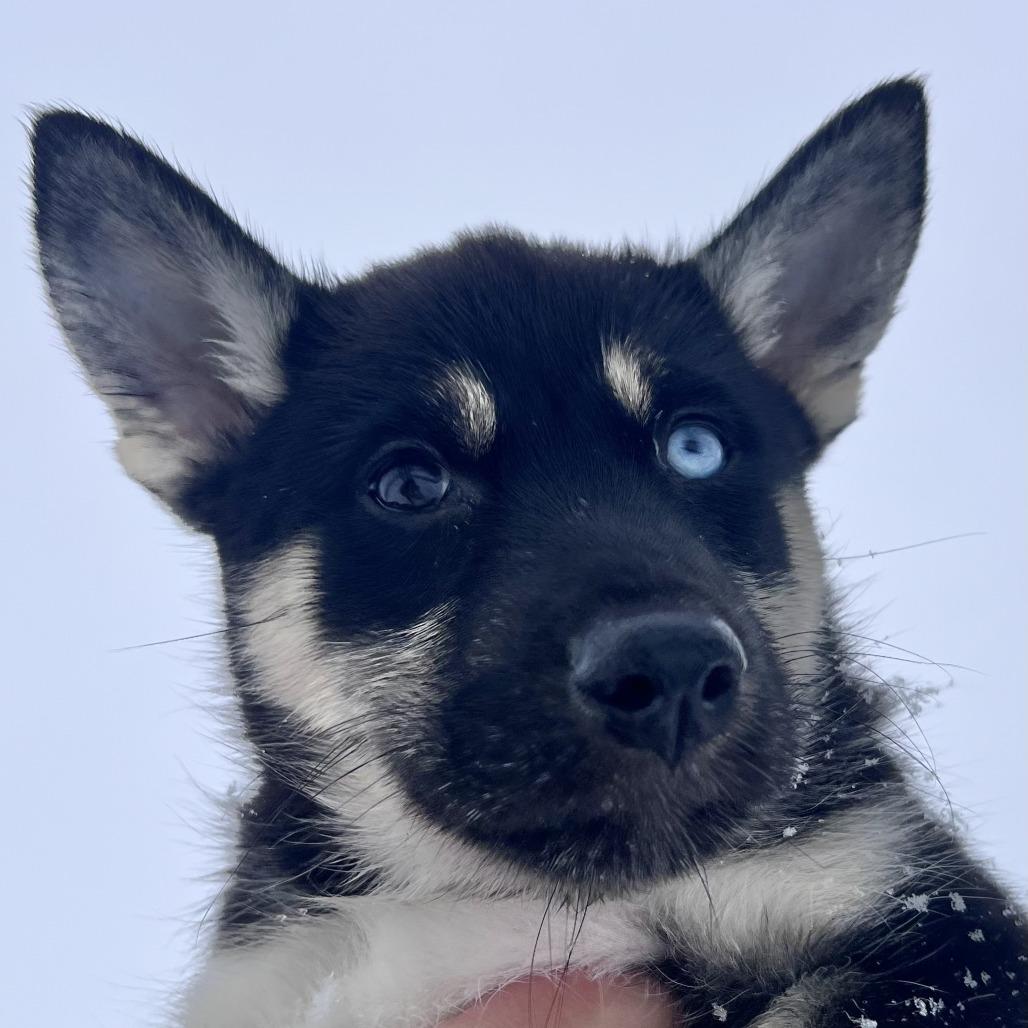 Enlarge Velvet, a Adoptable Siberian Husky in Chicago, IL image 4/5