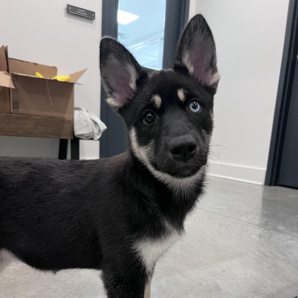 Enlarge Velvet, a Adoptable Siberian Husky in Chicago, IL image 5/5