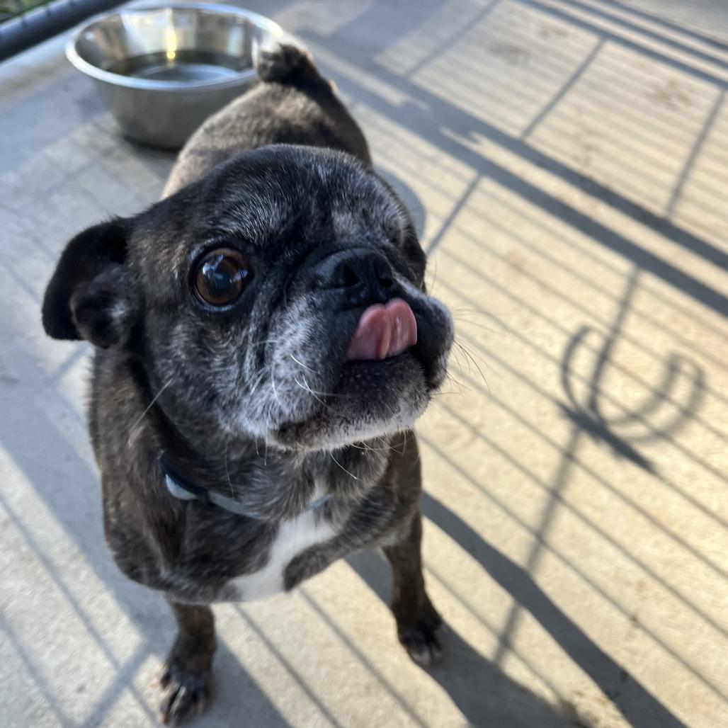 Gertrude, Adoptable, Senior Female Pug & Pug.