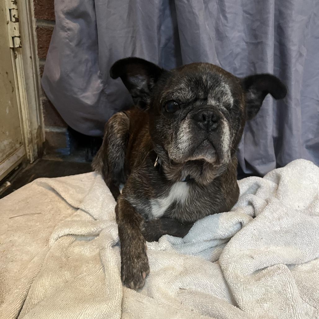 Gertrude, a Adoptable mixed breed in Smithfield, NC image 3/3