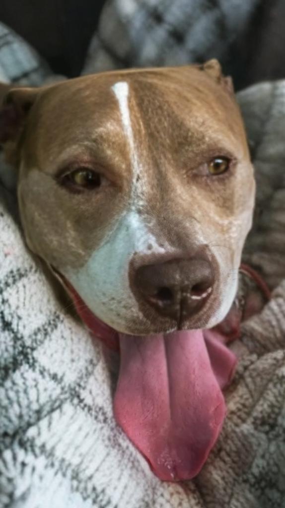 Cocoa, Adoptable, Adult Female Pit Bull Terrier.