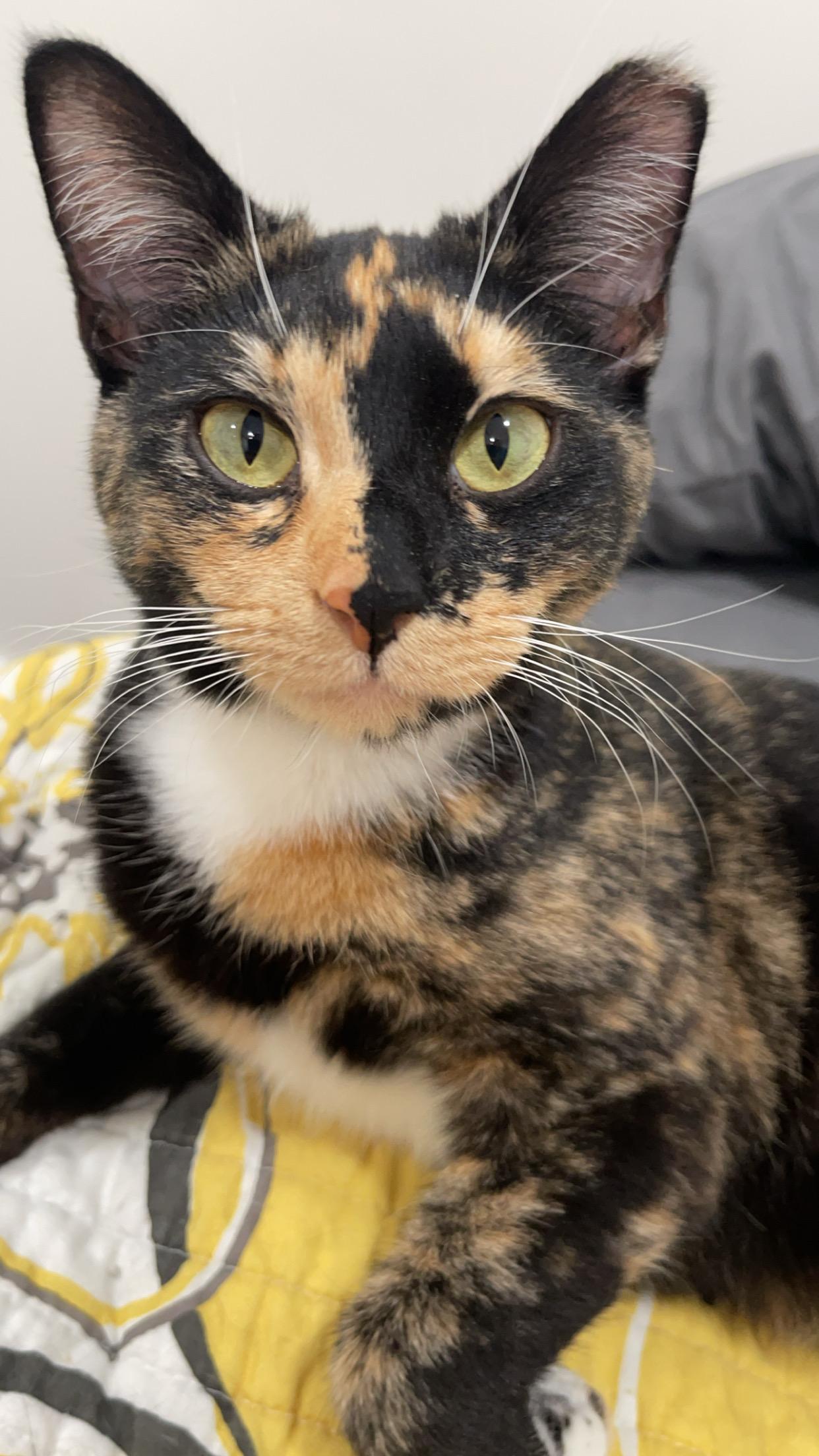 Cleo 4