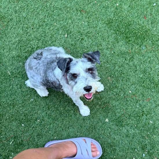 Enlarge Olive, a Adopted mixed breed in Tyler, TX image 1/3