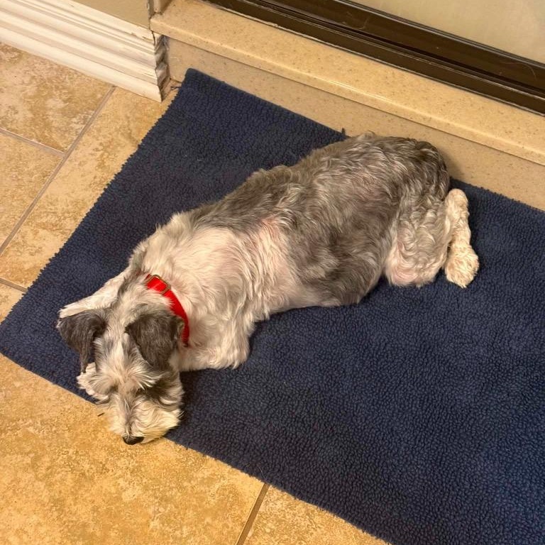 Enlarge Olive, a Adopted mixed breed in Tyler, TX image 2/3