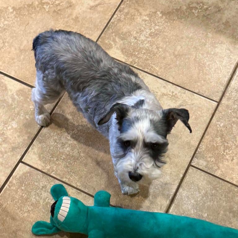 Enlarge Olive, a Adopted mixed breed in Tyler, TX image 3/3