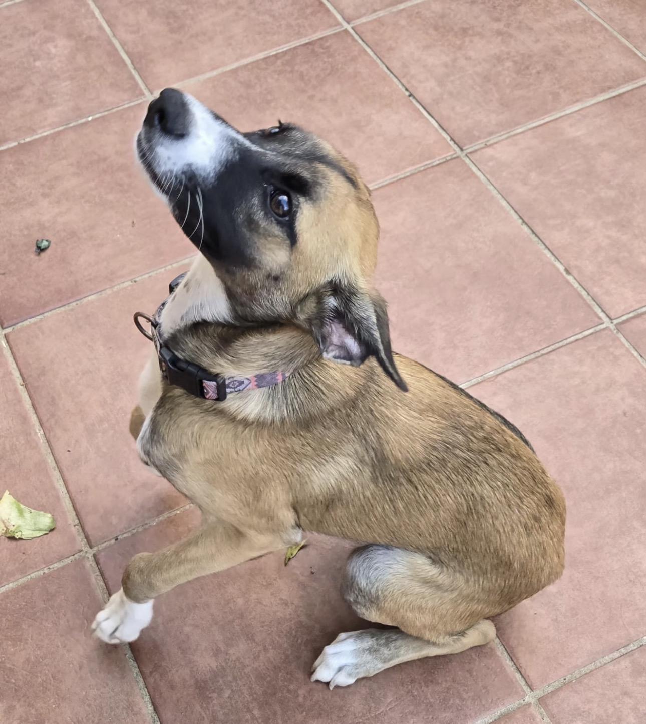 COOKIE, a Adoptable mixed breed in Annapolis, NY image 3/4