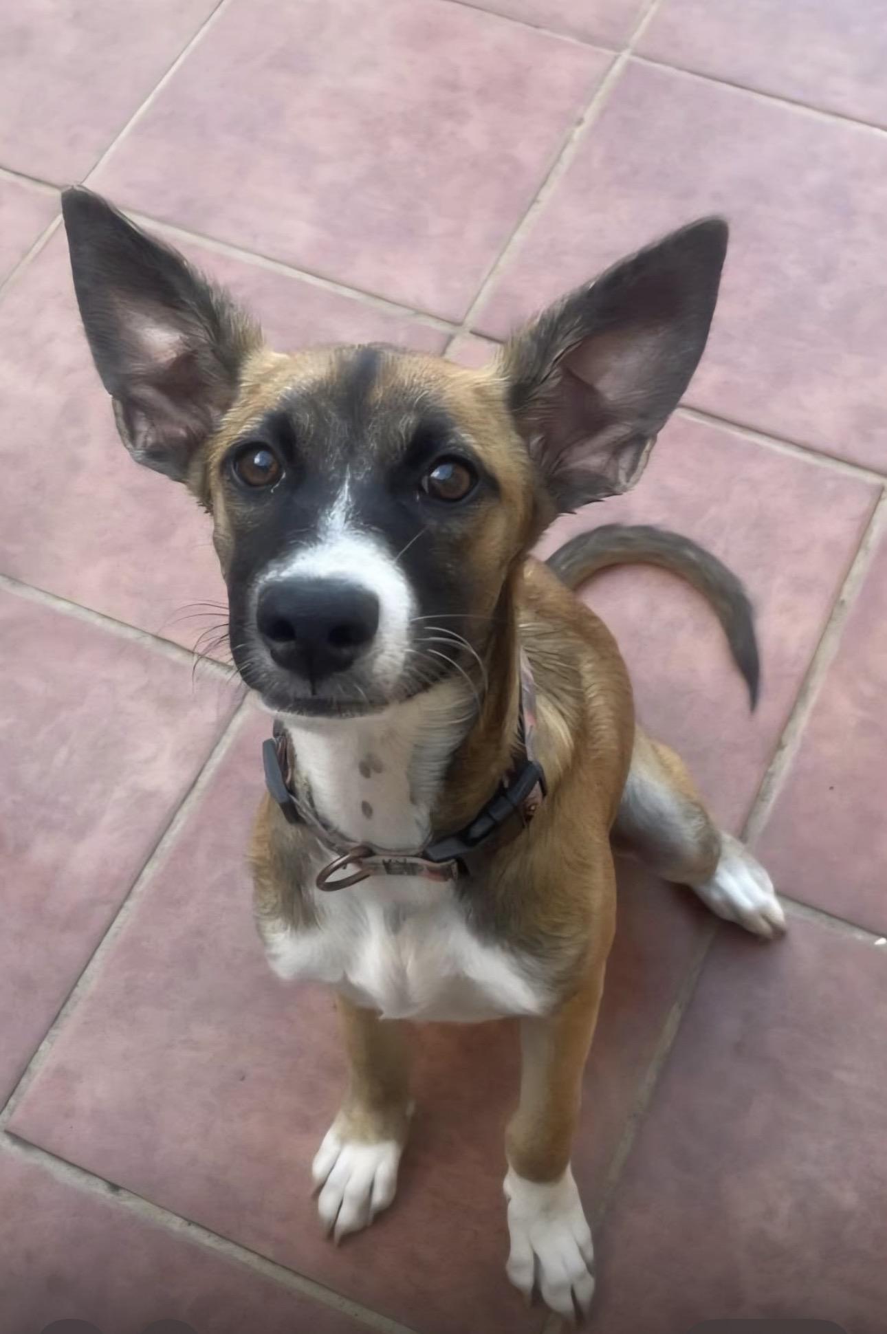 COOKIE, a Adoptable mixed breed in Annapolis, NY image 1/4