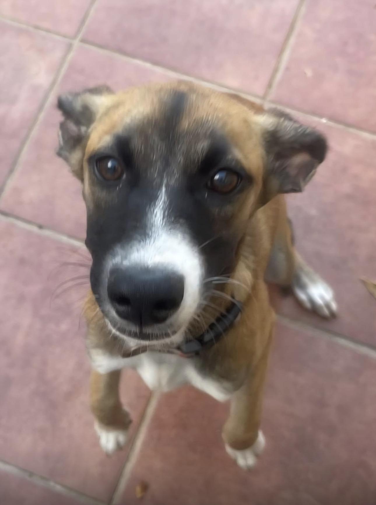 COOKIE, a Adoptable mixed breed in Annapolis, NY image 4/4