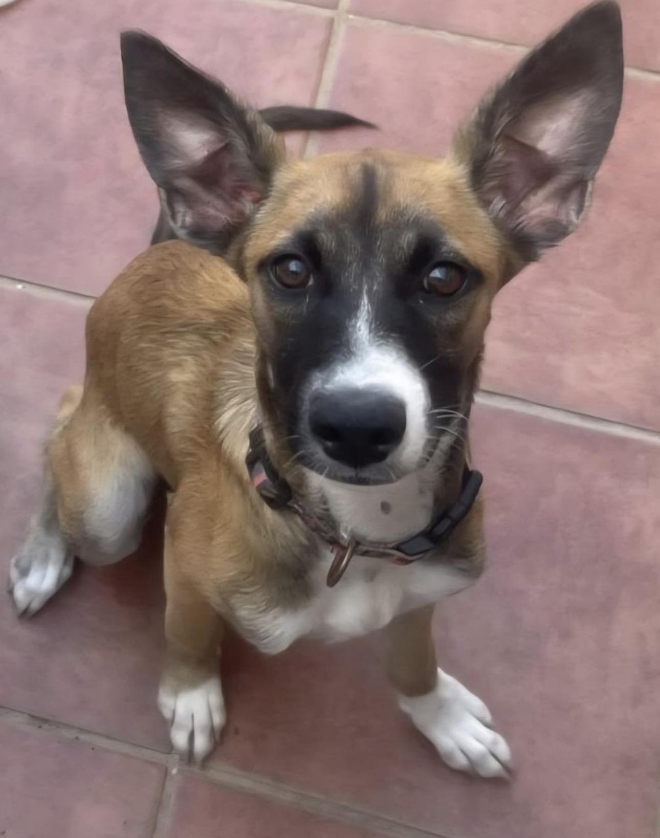 COOKIE, a Adoptable mixed breed in Annapolis, NY image 2/4