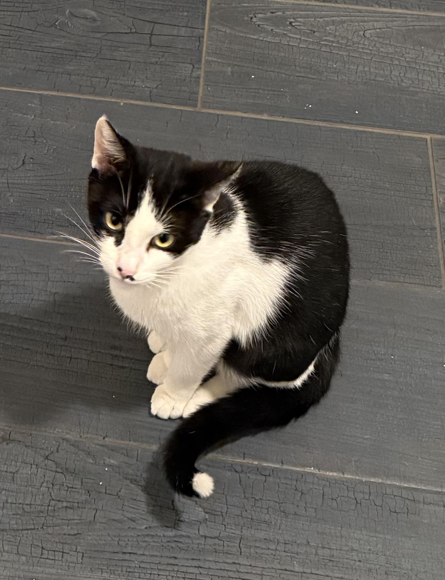 Sweetie Pie, Adoptable, Adult Female Domestic Short Hair.