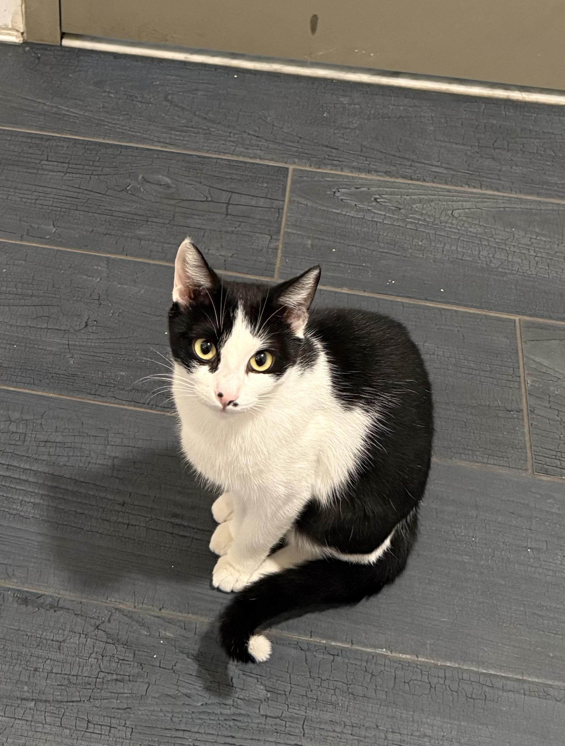 Enlarge Sweetie Pie, a Adoptable mixed breed in Alameda, CA image 3/6