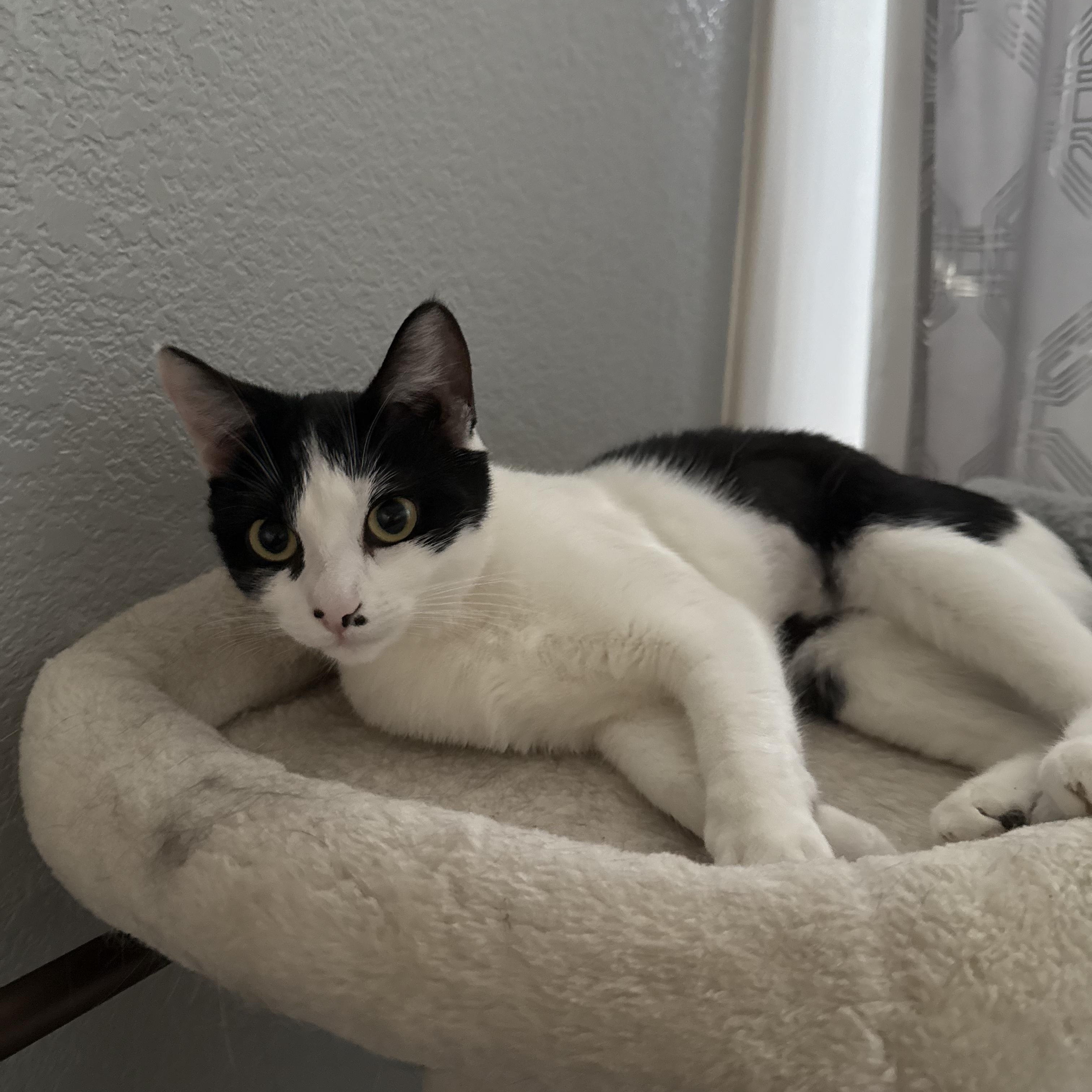 Enlarge Sweetie Pie, a Adoptable mixed breed in Alameda, CA image 4/6