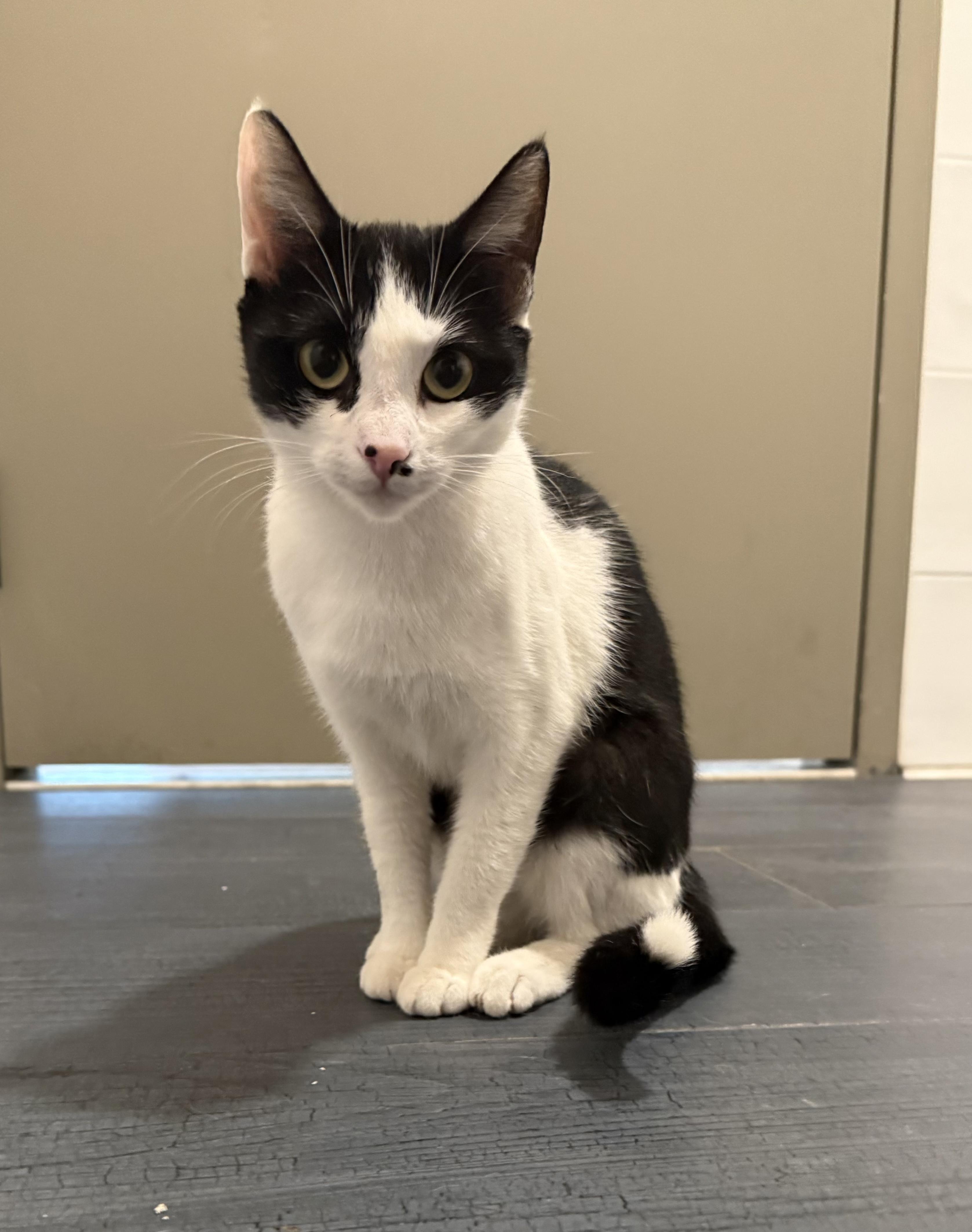 Enlarge Sweetie Pie, a Adoptable mixed breed in Alameda, CA image 5/6