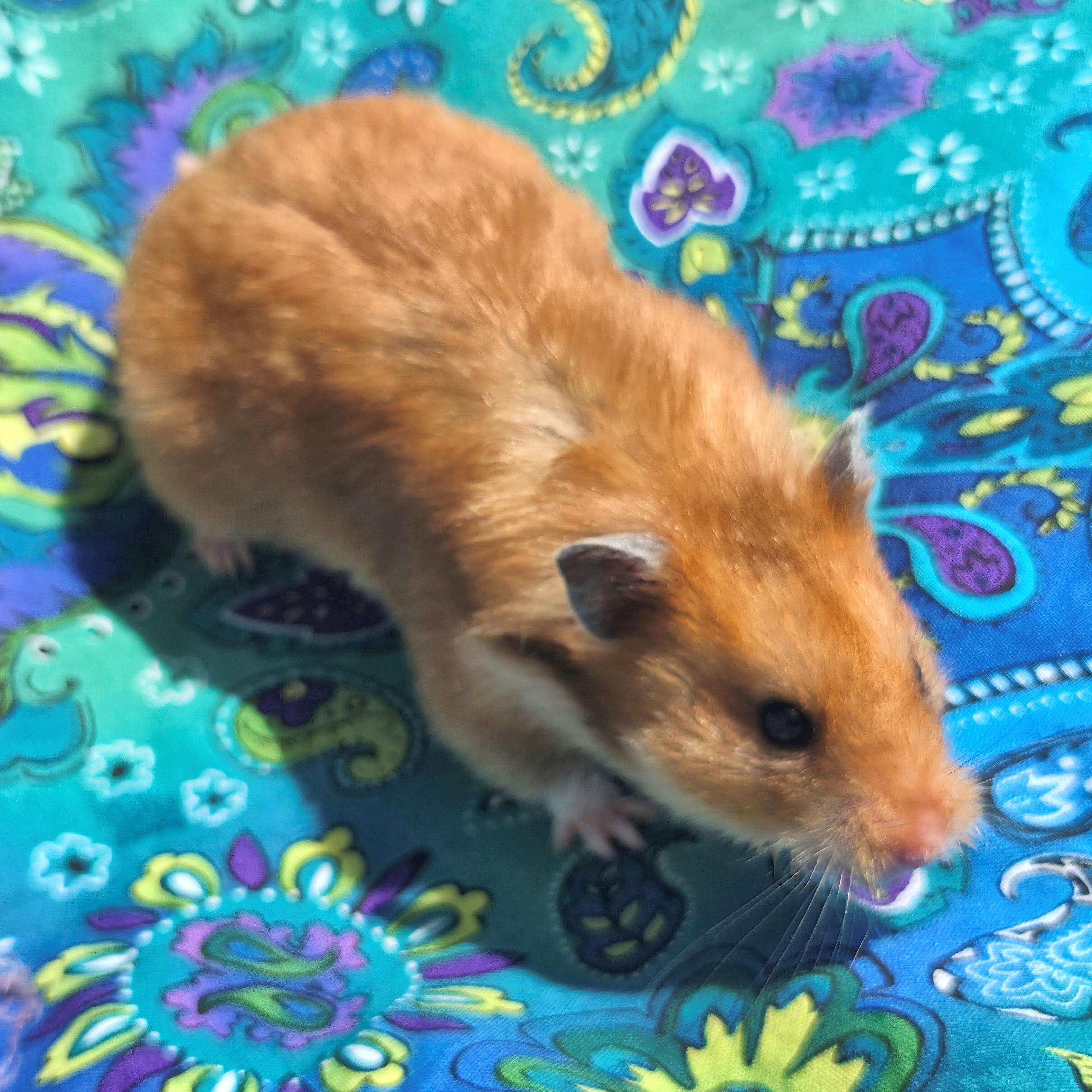 Alberta, ADOPTABLE, Young Female Hamster.
