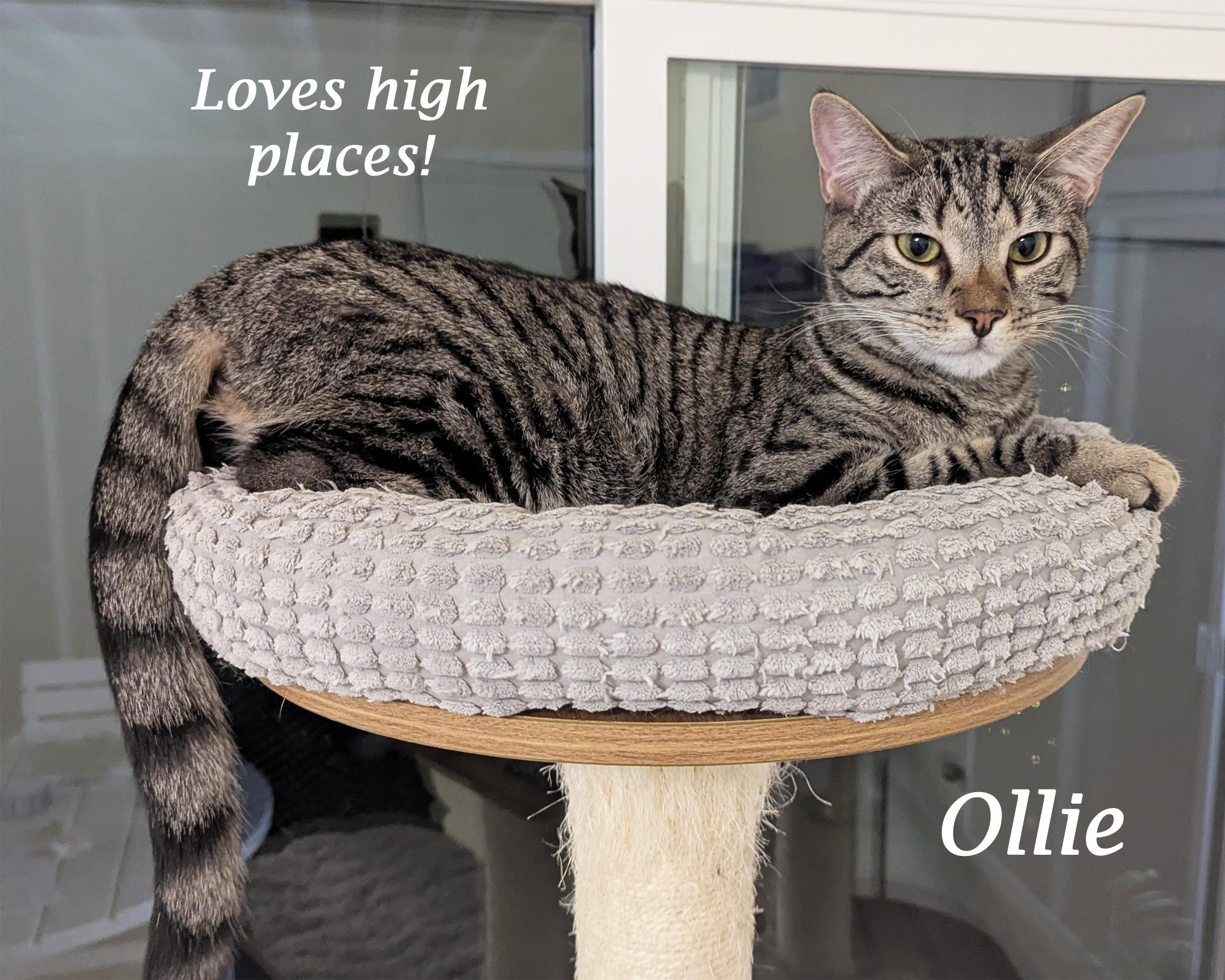 Enlarge OLLIE, a Adoptable mixed breed in Monrovia, CA image 5/6