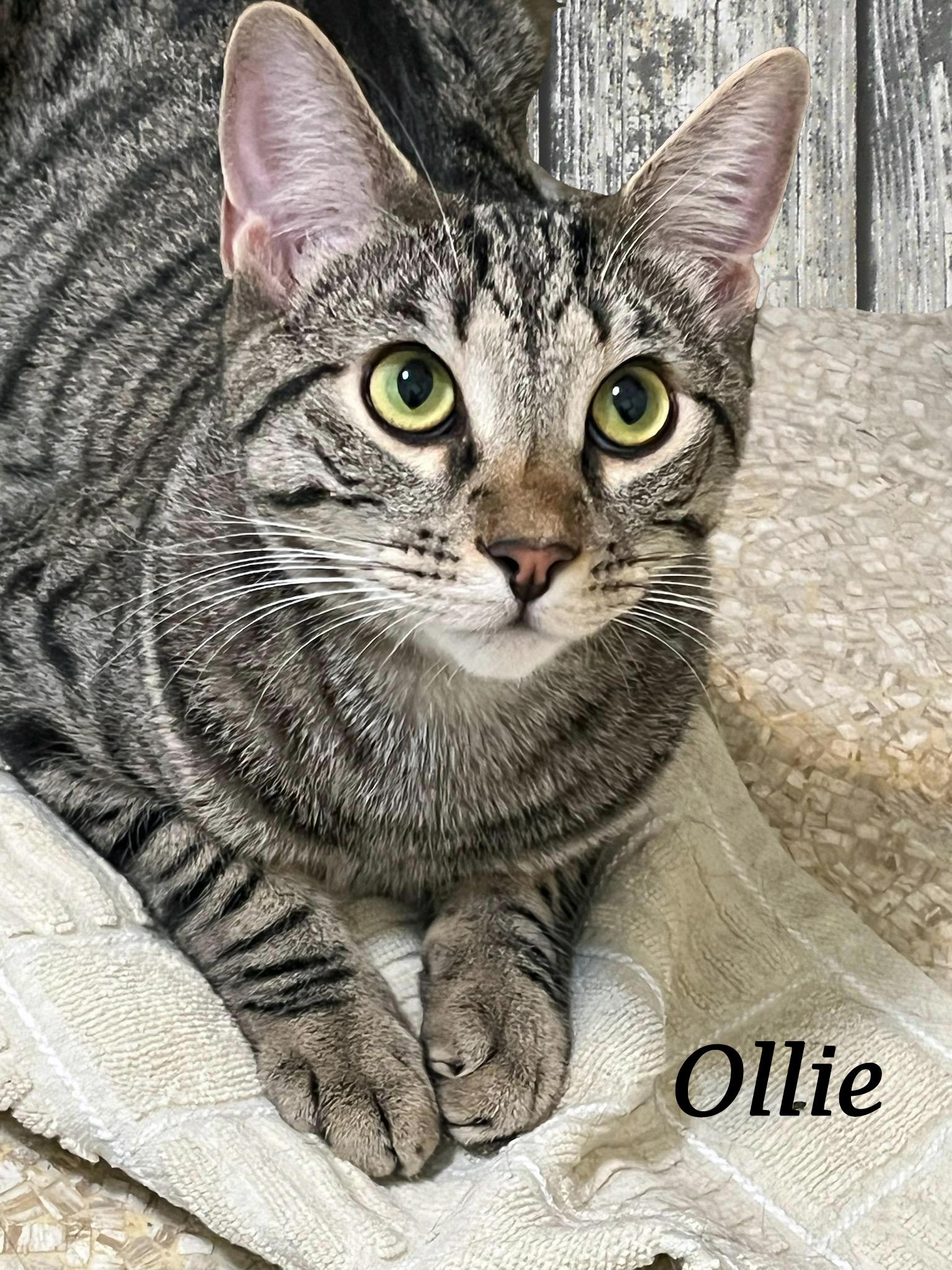 Enlarge OLLIE, a Adoptable mixed breed in Monrovia, CA image 3/6