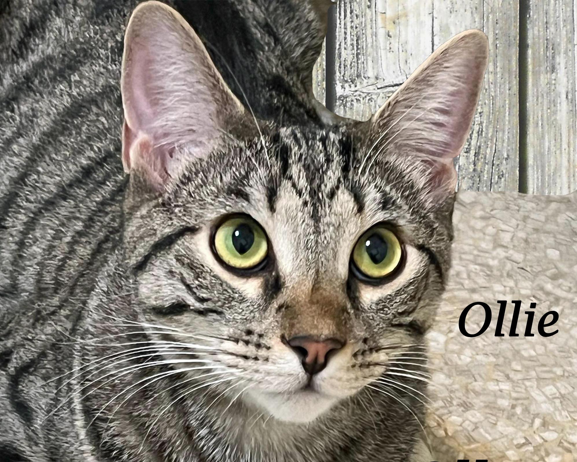 Enlarge OLLIE, a Adoptable mixed breed in Monrovia, CA image 1/6