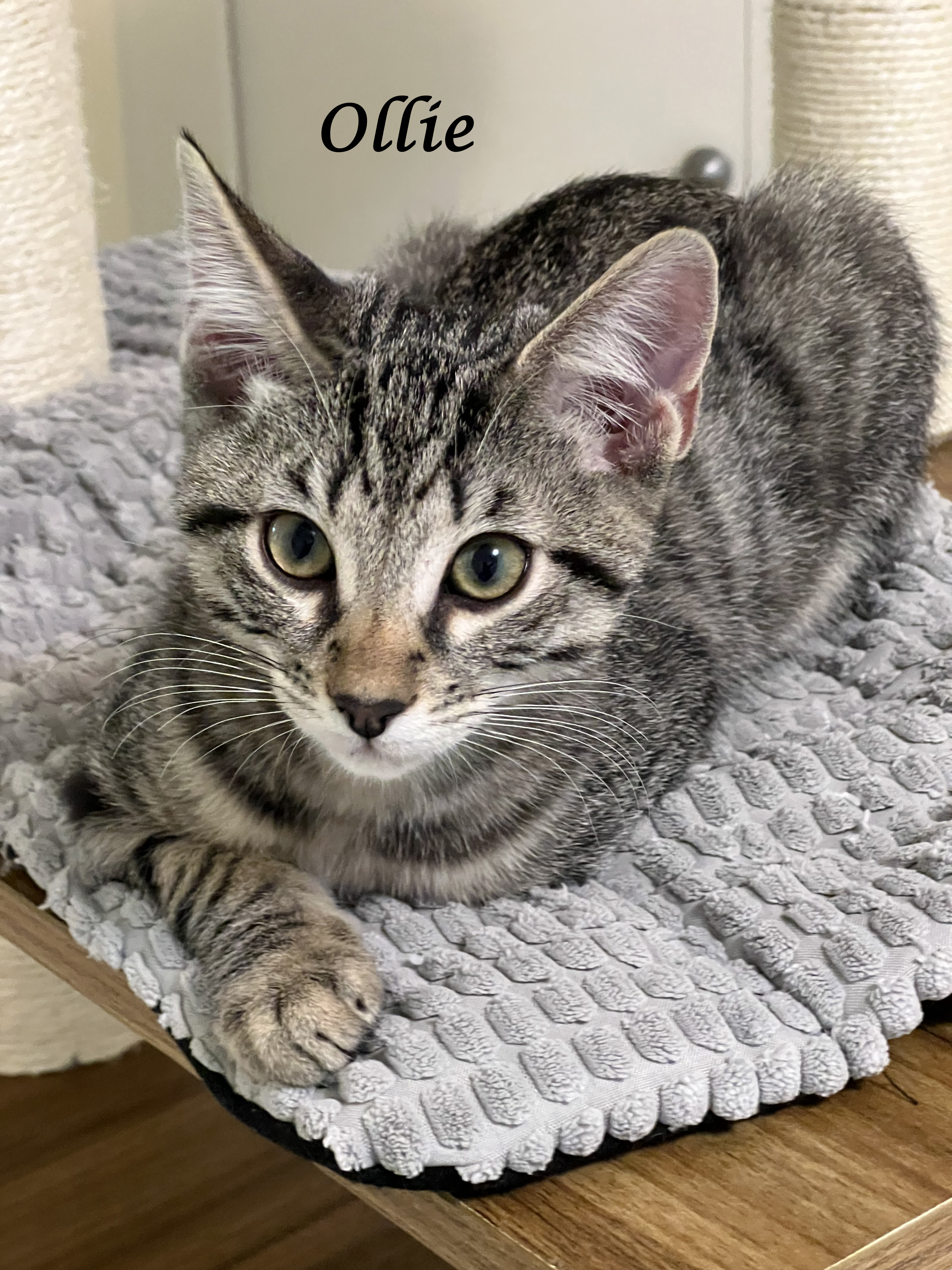 Enlarge OLLIE, a Adoptable mixed breed in Monrovia, CA image 6/6