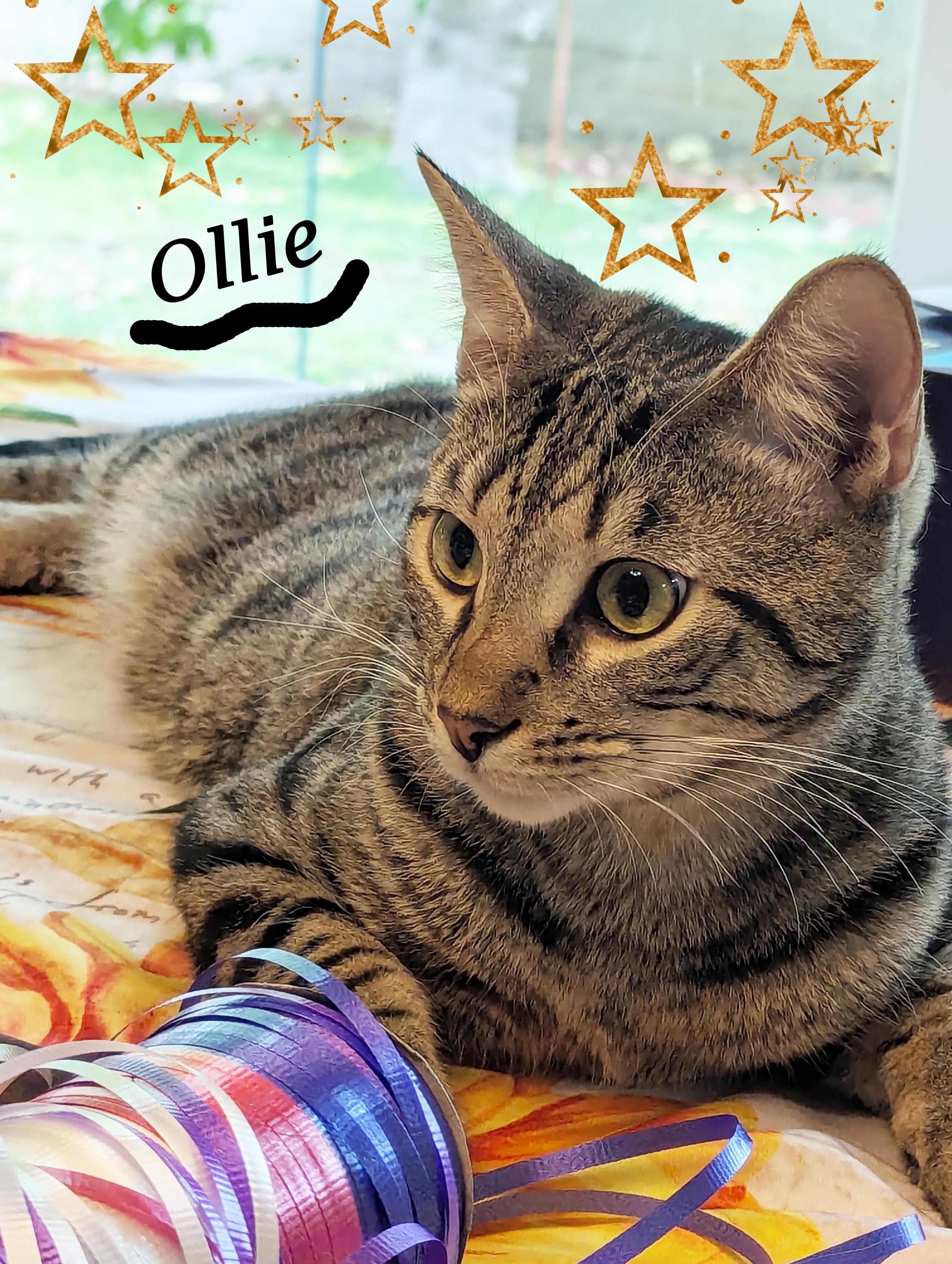 Enlarge OLLIE, a Adoptable mixed breed in Monrovia, CA image 4/6