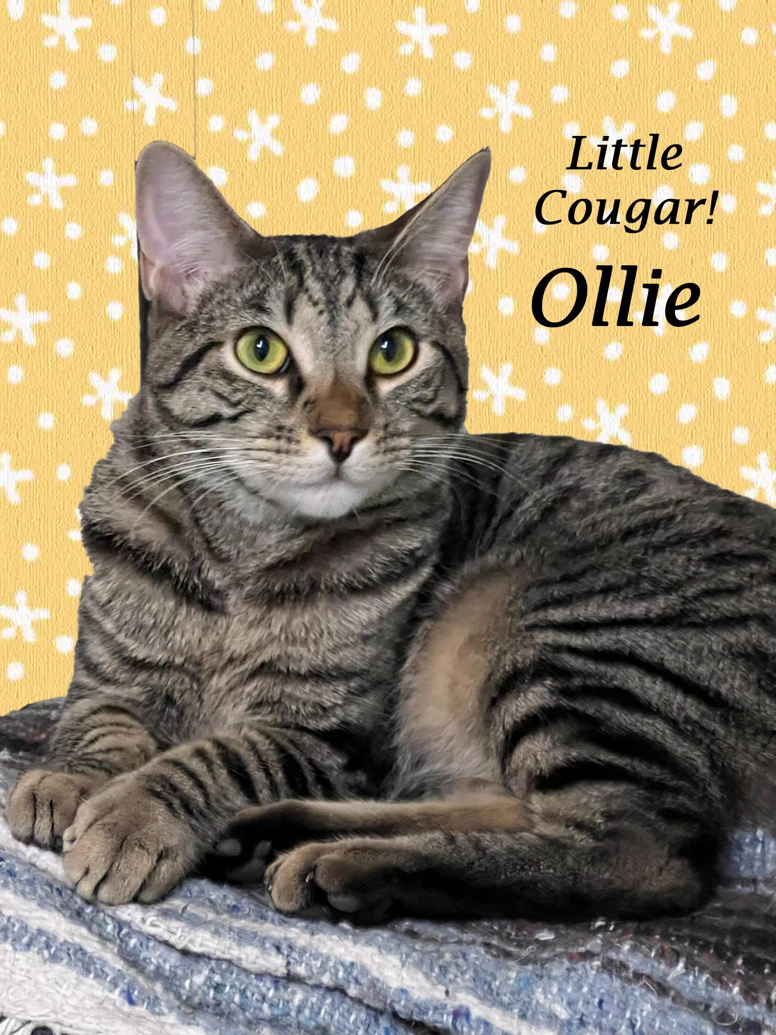 OLLIE, Adoptable, Young Male Tabby & Domestic Short Hair.