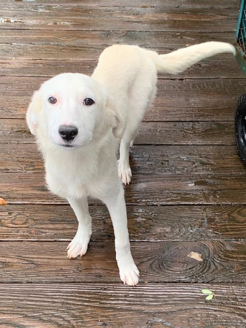 Eclair, a ADOPTABLE mixed breed in Fair Oaks Ranch, TX image 3/5