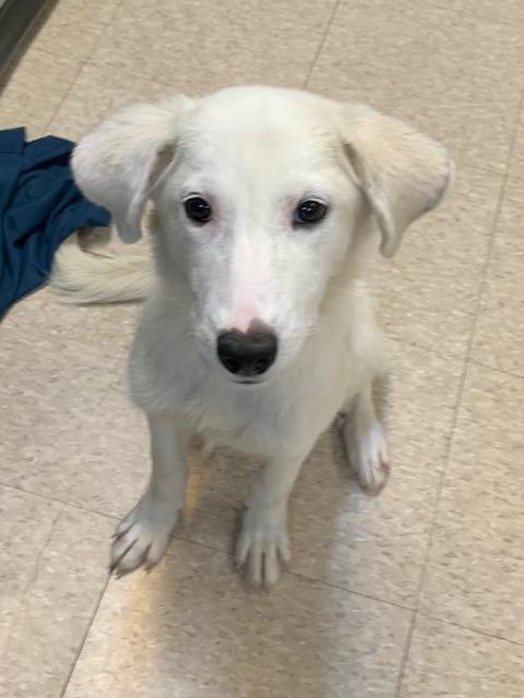 Eclair, a ADOPTABLE mixed breed in Fair Oaks Ranch, TX image 2/5