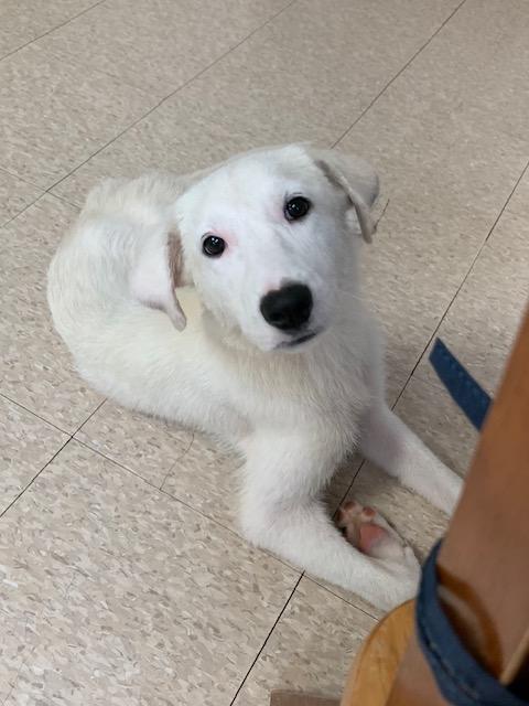 Eclair, a ADOPTABLE mixed breed in Fair Oaks Ranch, TX image 5/5