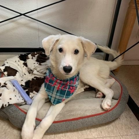 Eclair, a ADOPTABLE mixed breed in Fair Oaks Ranch, TX image 1/5