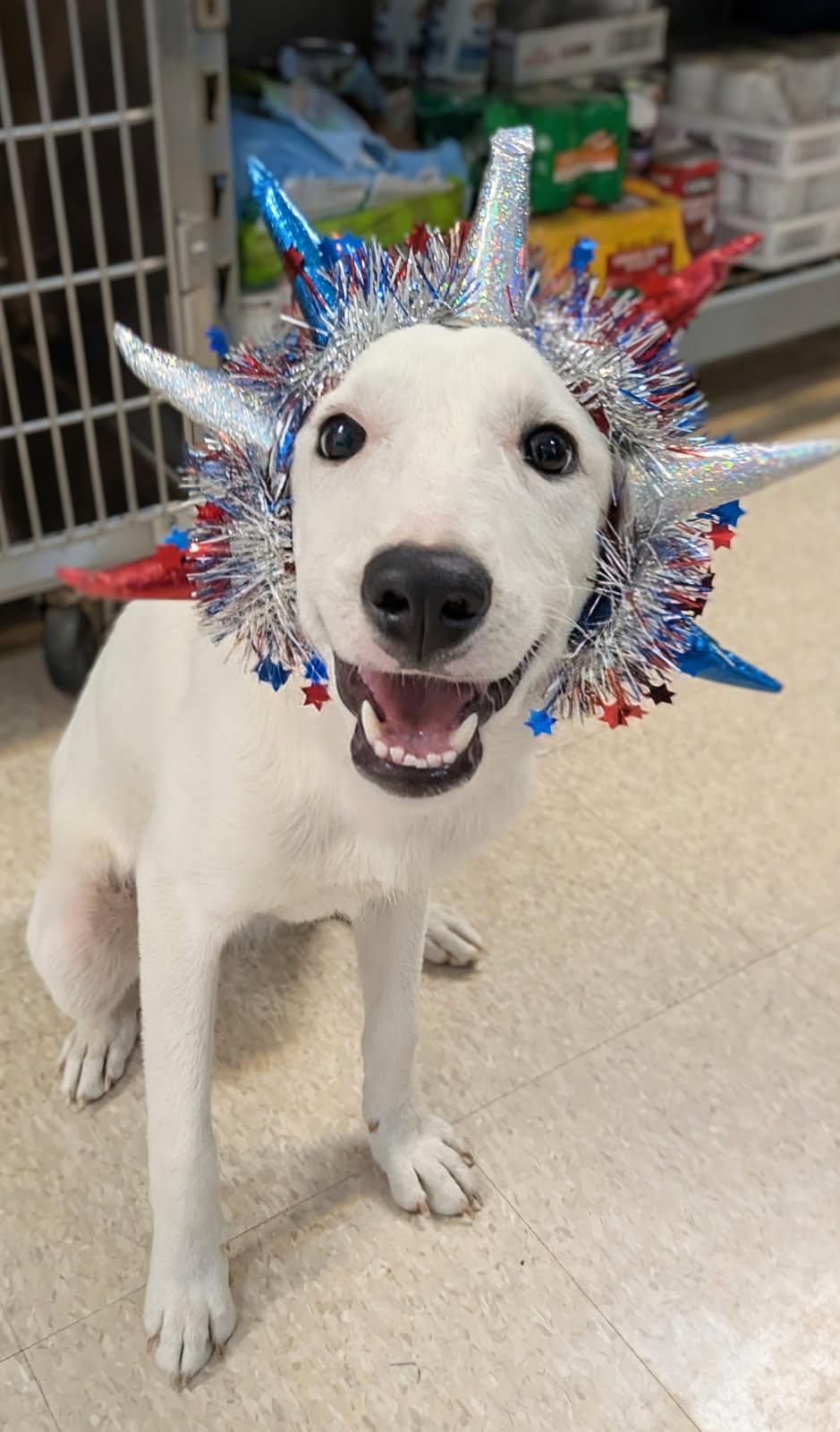 Enlarge Eclair, a ADOPTABLE mixed breed in Fair Oaks Ranch, TX image 3/6