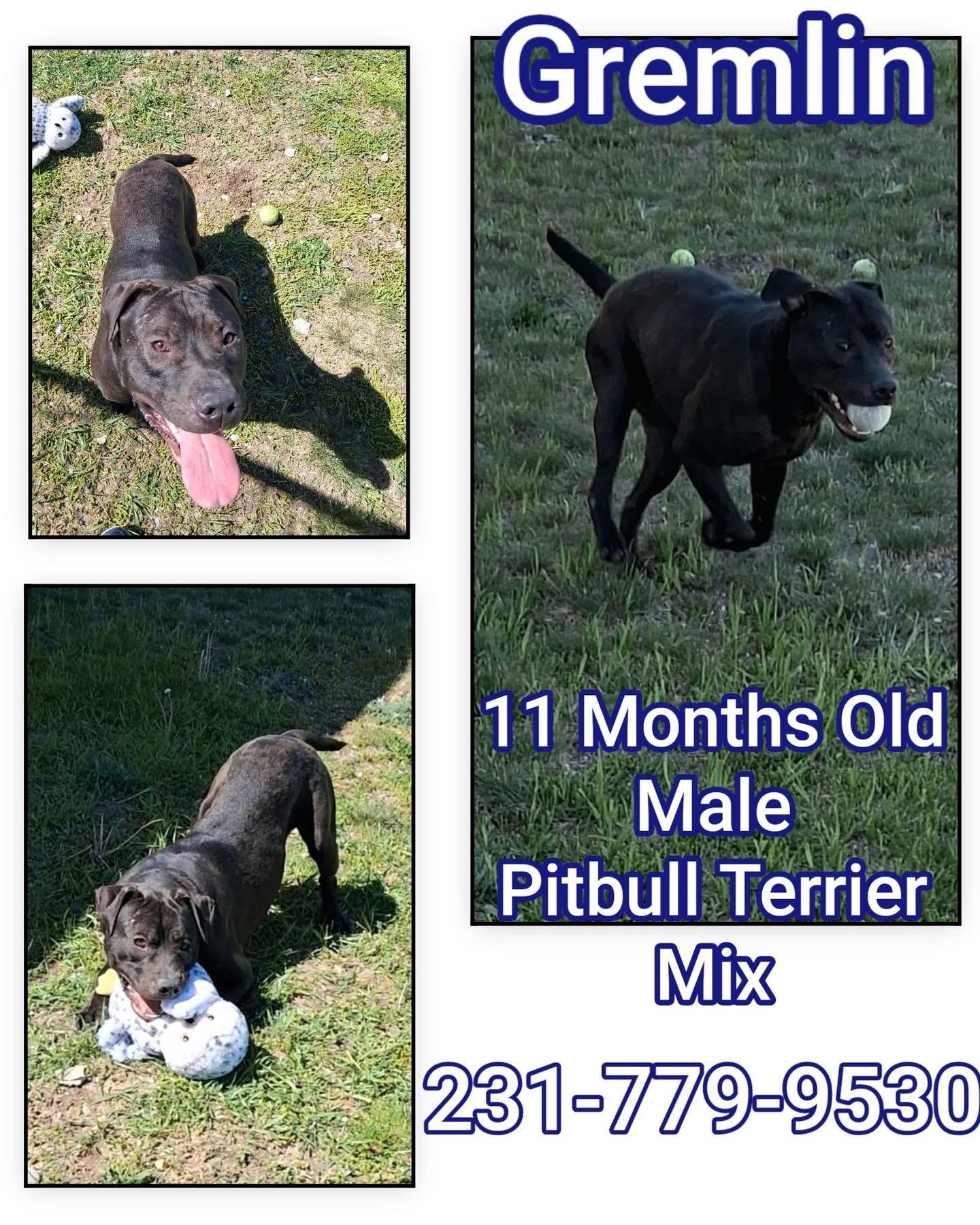 GREMLIN, ADOPTABLE, Puppy Male Pit Bull Terrier.